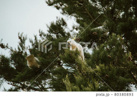 White Cockatoo bird sitting in a tree. 80380893