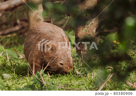 Common wombat, Kangaroo valley, NSW, Australia 80380906