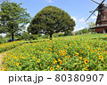ふなばしアンデルセン公園。ひまわり花壇と風車（7月）千葉県船橋市 80380907