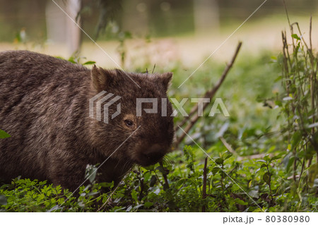 Common wombat, Kangaroo valley, NSW, Australia 80380980