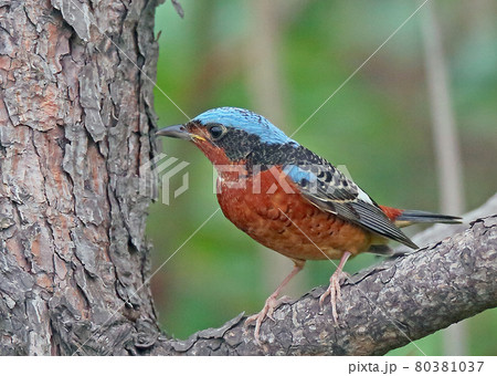 ヒメイソヒヨ_20130519_5633 80381037