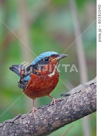 ヒメイソヒヨ_20130519_5571 80381040