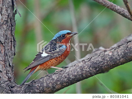 ヒメイソヒヨ_20130519_5517 80381041