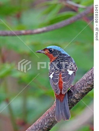 ヒメイソヒヨ_20130519_5417 80381045