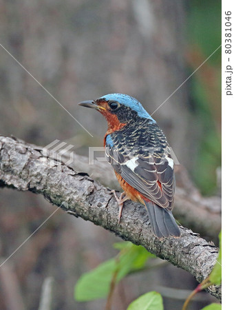 ヒメイソヒヨ_20130519_5401 80381046