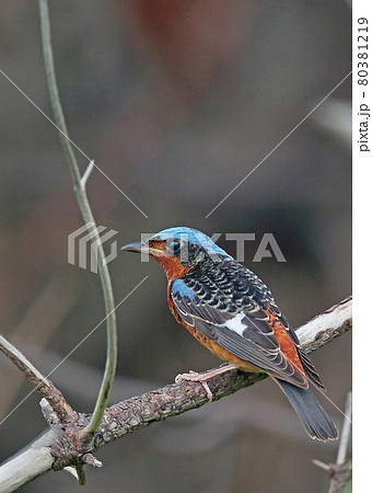 ヒメイソヒヨ_20130519_5248 80381219