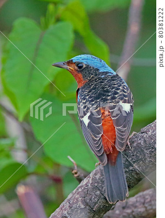 ヒメイソヒヨ_20130519_5201 80381222