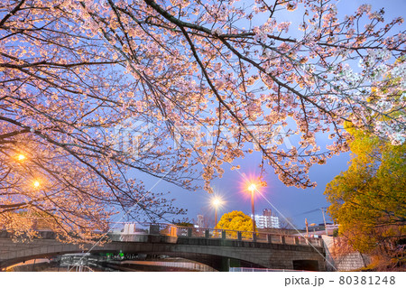 姫路城、運河公園の夜桜(兵庫県姫路市三左衛門堀西)※作品コメント欄に撮影位置 姫路城、運河公園の夜桜(兵庫県姫路市三左衛門堀西)※作品コメント欄に撮影位置 80381248