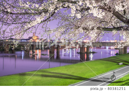夢前川河川緑地の幻想的な夜桜（兵庫県姫路市広畑区北河原町）※作品コメント欄に撮影位置 80381251