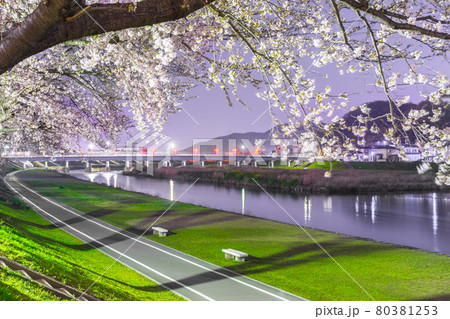 夢前川河川緑地の幻想的な夜桜(兵庫県姫路市広畑区北河原町)※作品コメント欄に撮影位置 夢前川河川緑地の幻想的な夜桜(兵庫県姫路市広畑区北河原町)※作品コメント欄に撮影位置 80381253