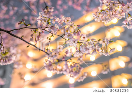 夢前川河川緑地の幻想的な夜桜（兵庫県姫路市広畑区北河原町）※作品コメント欄に撮影位置 80381256