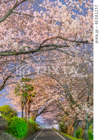 夢前川河川緑地の幻想的な夜桜（兵庫県姫路市広畑区北河原町）※作品コメント欄に撮影位置 80381257