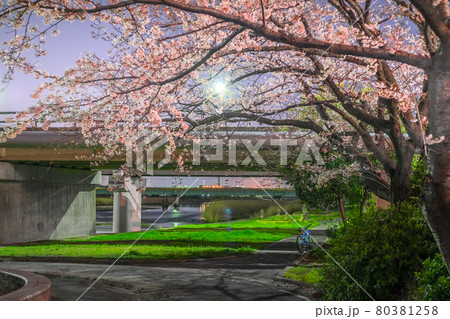 夢前川河川緑地の幻想的な夜桜(兵庫県姫路市広畑区北河原町)※作品コメント欄に撮影位置 夢前川河川緑地の幻想的な夜桜(兵庫県姫路市広畑区北河原町)※作品コメント欄に撮影位置 80381258