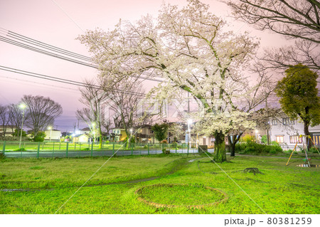 矢倉公園の夜桜(兵庫県姫路市飾磨区矢倉町)※作品コメント欄に撮影位置 矢倉公園の夜桜(兵庫県姫路市飾磨区矢倉町)※作品コメント欄に撮影位置 80381259