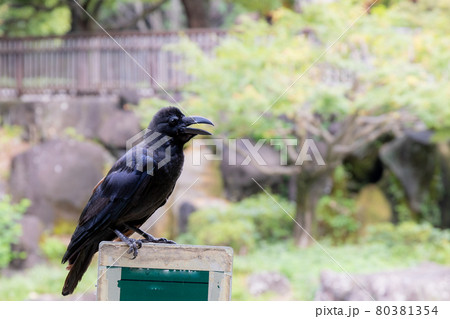 カラス カラス 80381354