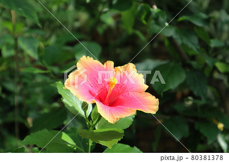 ふちがオレンジで中がピンクの花びらのハイビスカスの花の写真素材