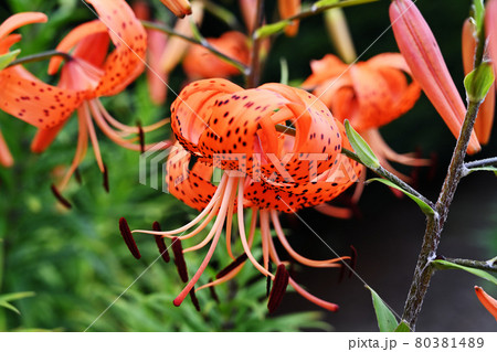 オニユリ 80381489