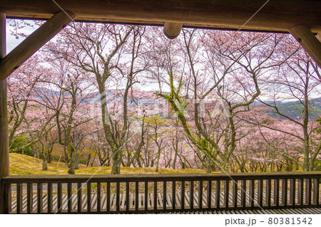 桜の名所、天満山公園(鳥取県八頭郡八頭町船岡)※作品コメント欄に撮影位置 桜の名所、天満山公園(鳥取県八頭郡八頭町船岡)※作品コメント欄に撮影位置 80381542
