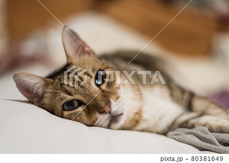 funny tabby cat funny tabby cat 80381649
