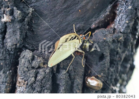 オオムラサキ 80382043