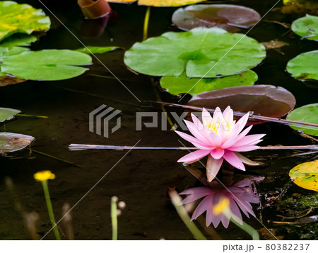 初夏の景色 水面に咲く満開のスイレンの写真素材