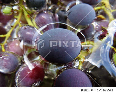 ぶどう ブルーム ぶどう ブルーム 80382284