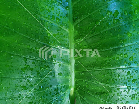 Greenery background of nature plant and leaf 80382888
