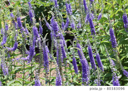 群生して咲く紫色のヒメルリトラノオの花 群生して咲く紫色のヒメルリトラノオの花 80383096