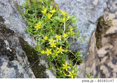 ツルマンネングサ 80383147