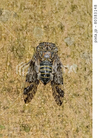 ニイニイゼミ 80383148