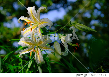 木漏れ日のスポットライトが当たる主役の女王ヤマユリ 80383454