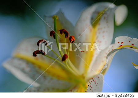 木漏れ日のスポットライトが当たる主役の女王ヤマユリ 木漏れ日のスポットライトが当たる主役の女王ヤマユリ 80383455