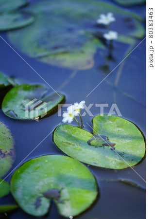 金銀蓮花(きんぎんれんか)/鏡蓋(ががぶた) 金銀蓮花(きんぎんれんか)/鏡蓋(ががぶた) 80383463