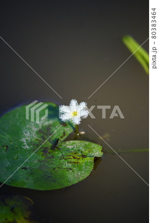 金銀蓮花(きんぎんれんか)/鏡蓋(ががぶた) 金銀蓮花(きんぎんれんか)/鏡蓋(ががぶた) 80383464