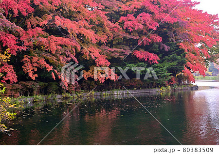 軽井沢・紅葉の雲場池 80383509