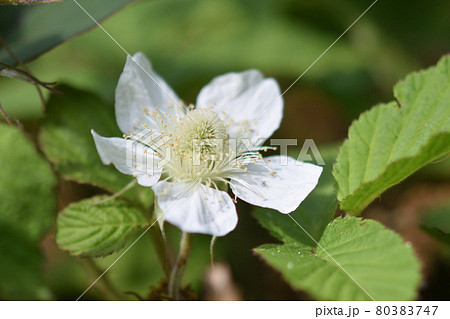 クサイチゴの白い清楚な花が緑の葉っぱの中で咲いている 80383747
