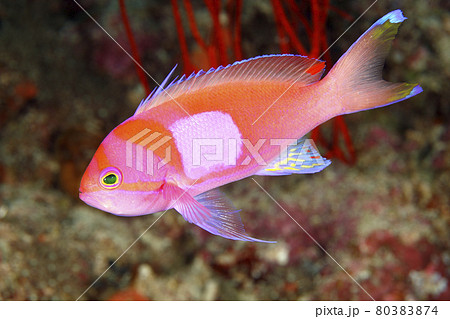Male Squarespot Anthias, Pseudanthias pleurotaenia Male Squarespot Anthias, Pseudanthias pleurotaenia 80383874