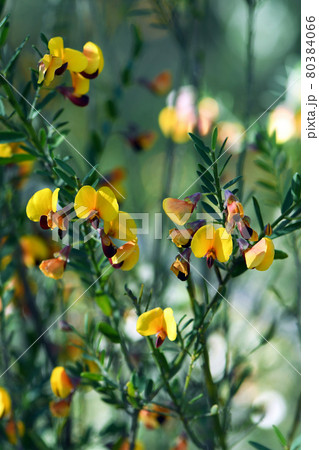 Yellow and red flowers of the Australian native pea Bossiaea heterophylla, family Fabaceae, growing in Sydney woodland, NSW, Australia. Common name is the Variable Bossiaea. Endemic to NSW and Qld 80384066