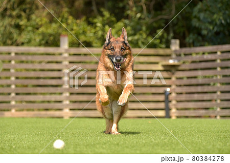 ドッグランで遊ぶジャーマンシェパード 80384278