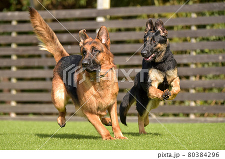 ドッグランで遊ぶジャーマンシェパード 80384296
