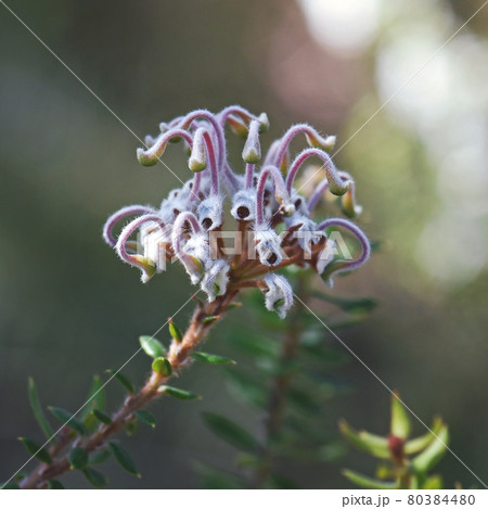 Australian native Grevillea buxifolia flower, family Proteaceae, Sydney, NSW, Australia. Commonly known as the Grey Spider Flower or Box-leaved Grevillea 80384480