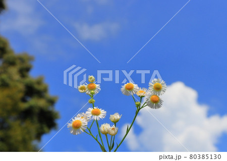 ヒメジョオン　白い花 80385130