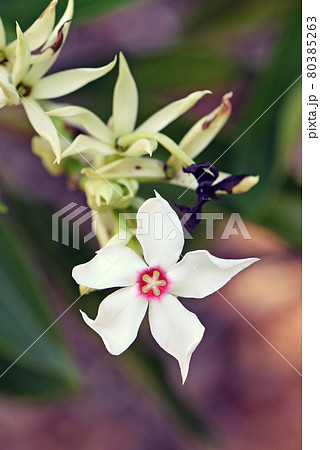 White flower of the Cassowary Plum, Cerbera floribunda, family Apocynaceae. Endemic to tropical rainforest of northern Queensland, Australia. Also known as the Rubber Tree and Grey Milkwood 80385263