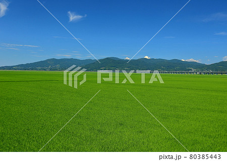 岩手県一関市 水田の風景と東北新幹線高架橋 岩手県一関市 水田の風景と東北新幹線高架橋 80385443