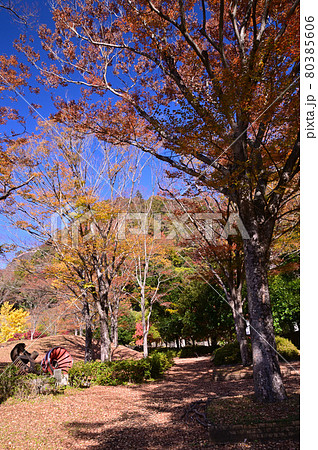 紅葉の丹沢湖 紅葉の丹沢湖 80385606