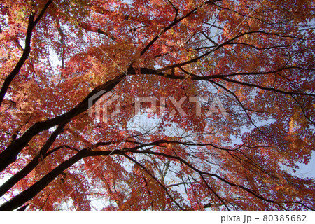 色とりどりに染めたカエデ（楓,モミジ）の紅葉が晩秋の秋を楽しませてくれる 80385682