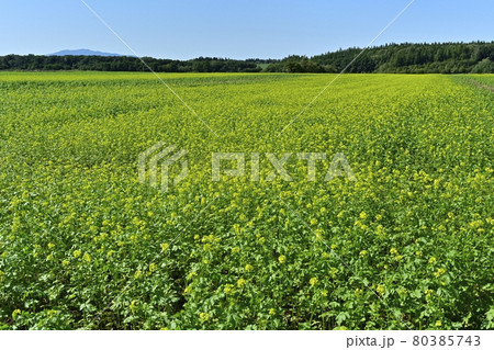 斜里・小清水町周辺のキガラシ畑 斜里・小清水町周辺のキガラシ畑 80385743