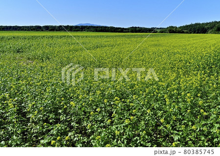 斜里・小清水町周辺のキガラシ畑 斜里・小清水町周辺のキガラシ畑 80385745