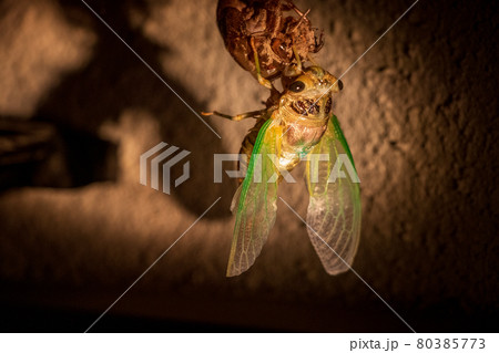 羽を伸ばす羽化直後のセミ 80385773