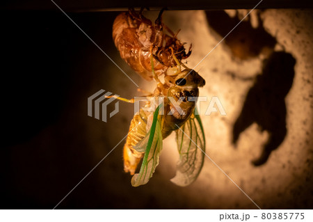 殻から抜け出たセミ 殻から抜け出たセミ 80385775